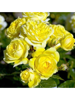 Роза флорибунда "Фрезия"