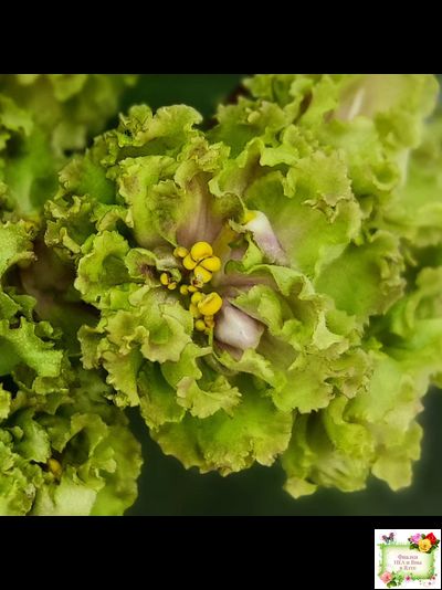 Allegro Pink Pistachio (J.Stromborg) (10765) 06/25/2015