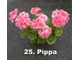 Пеларгония Pippa