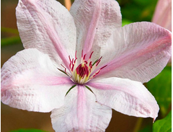 Клематис Jan Pawel II, C2