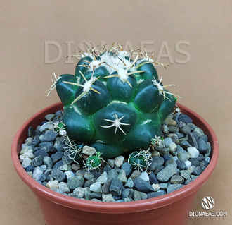 Coryphantha Elephantides