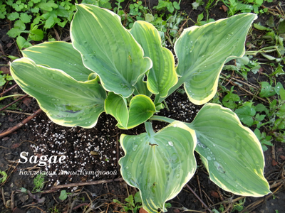 Хоста Sagae