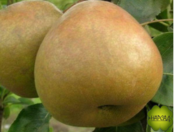 Груша "ЛЮБИМИЦА ЯКОВЛЕВА (сладкая, осенняя, саженец 3 года)