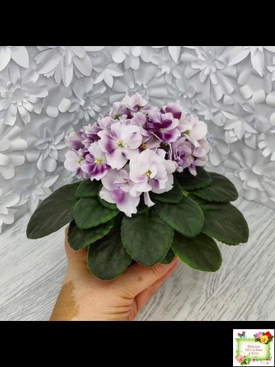 Mac's Southern Springtime (G.McDonald) (лист посажен 29.01.26)