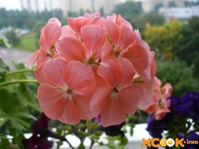 "Лист герани" силиконовый молд  (вайнер)