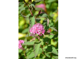 Купить спирея японская Мерло Грин в Москве в красовский-сад.рф