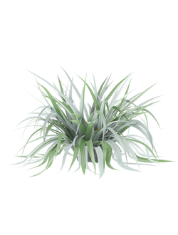 тропические Астелия чатамская Astelia chathamica 03