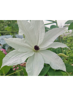 Клематис Beautiful Bride (Бьютифул Брайд)
