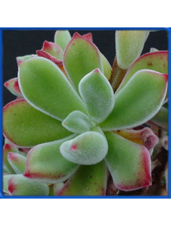 Echeveria pulvinata
