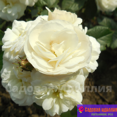 Роза бризе Парфе