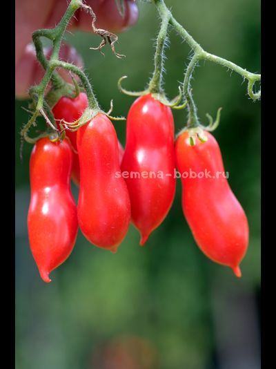 Томат Pelino 2014 (Пелино 2014), 7 шт