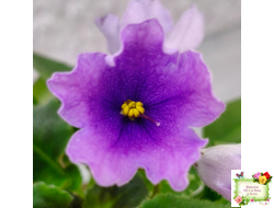 LV-Птичка, Лети! (Л. Шевелева) (лист посажен 21.10.25)