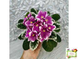 KZ-Источник Вдохновения (И. Заикина) 2023 г.