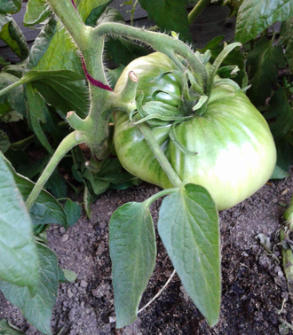 Семена томата Тундра