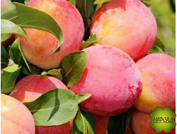 Слива "БОЛХОВЧАНКА" (поздняя) саженец 2 года