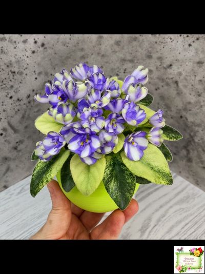 Н-Аватар химера (пасынок из цветоноса укоренённый)