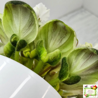 LV-Мариночка (Л. Шевелева) 2023 г. (клакамас бастл-листва с кроновой пестролистностью)