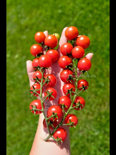 Томат-черри  Красная Вишня, 10 шт