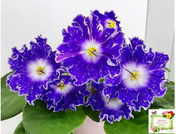 DS-Сияющий Колокольчик (Dimetris) 2014 г.