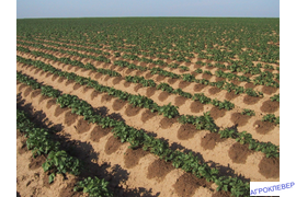 Картофель, овощи