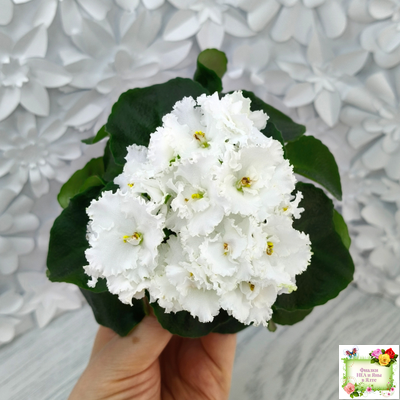 ML-Облако в Горах (Miniviolets Lux) 2022 г. (лист посажен 25.01.26)