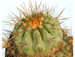 Copiapoa haseltoniana JN1314 (Чехия) - 10 семян
