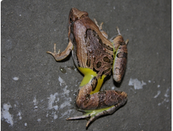 Красивый азиатский узкорот (Microhyla pulchra)