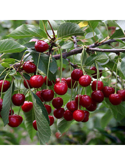 Вишня "Тургеневка" (Средняя)