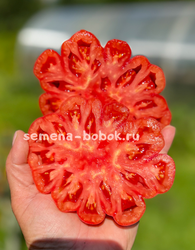 Томат Etoile (Этуаль), 10 шт