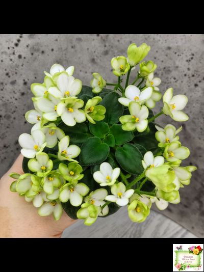 Mac's Misty Meadow (G.McDonald)