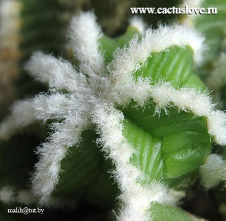 Aztekium hintonii PP 222 - 5 семян