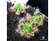 Drosera "Roseana"