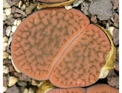 Lithops hookeri (vermiculate form) C335 (Чехия) - 10 семян
