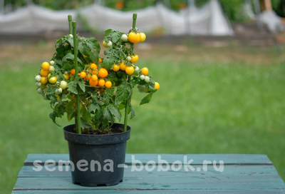 Томат Оранжевая Шапочка, 10 шт