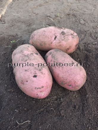 Семенной картофель Сарпо Уна, Sarpo Una