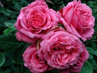 Бьенвеню (Bienvenue ), клаймбер, Delbard