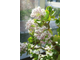 Crassula Arborescens Curly - Толстянка древовидная, Крассула кучерявая, нефритовое дерево