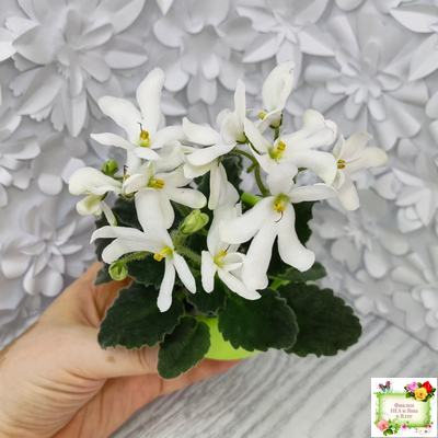 Lunar Lily white (Лунэ Лили уайт) (селекционер неизвестен)