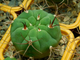 Gymnocalycium marquezii KK 521 (D=40-50 mm)