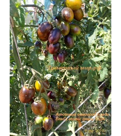 Томат Атомный виноград Бреда (Brad's atomic grape) США