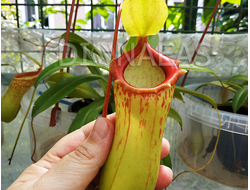 Непентес Евстахья х Грацили | Nepenthes eustachya x gracilis