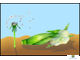 Растениеводство. Сорта и гибриды сельскохозяйственных растений , слайд-комплект (20 слайдов)