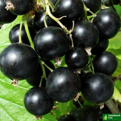 Смородина черная "Московская"