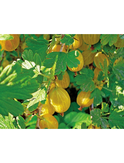 Крыжовник Янтарный