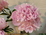 Paeonia Westhill