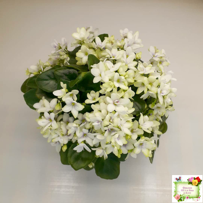 Broadway Star Trail (Селекционер неизвестен) трейлер