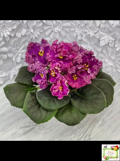 ЛФ-Дарья (Л.Федосеева) 2017 г. (пасынок укоренённый)