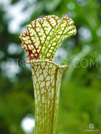 Sarracenia leucophylla Citronelle