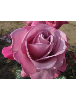 Сильвер Шадоу (Silver Shadow)