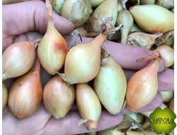 СТУРОН (голландский, стандартный, 0,5 кг)